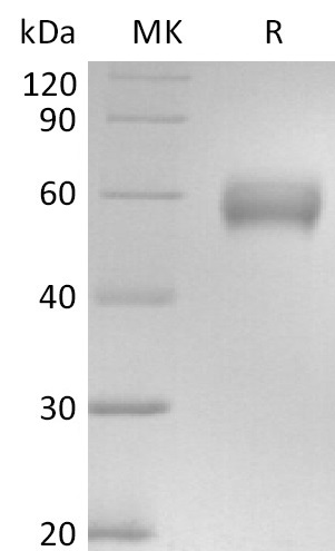 Human CD147 +SDS-PAGE-1.jpg